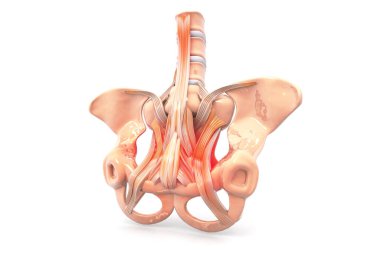 Leğen kemiği, pelvis ağrısı, tıbbi konsept. 3d hazırlayıcı