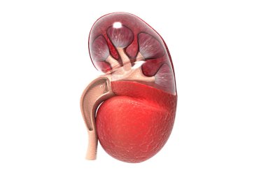 İnsan böbreği kesiti. 3d hazırlayıcı