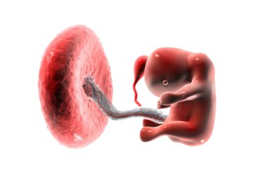 Human fetus. 3d render clipart
