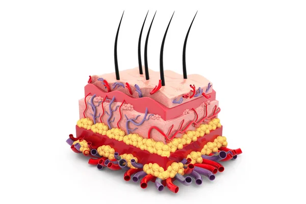 Människans Hudanatomi Återgivning — Stockfoto