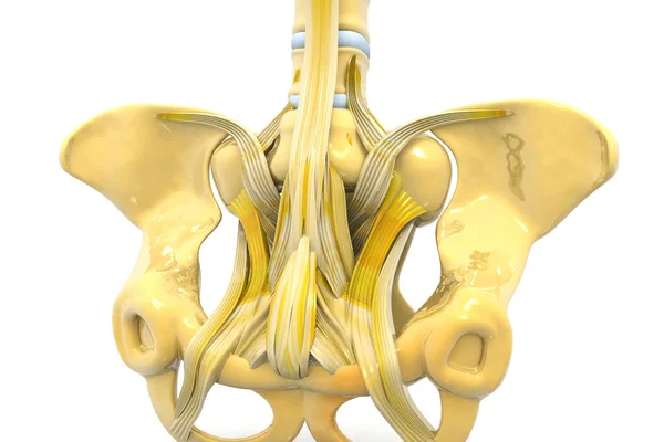 Pelvis Humana Renderizar — Foto de Stock