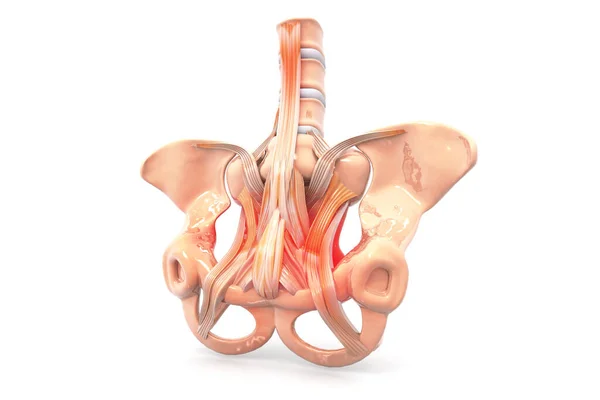 人間の骨盤 骨盤痛 医療の概念 3Dレンダリング — ストック写真