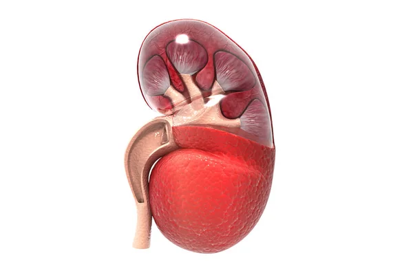 人体肾横断面 3D渲染 — 图库照片