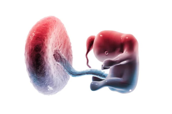 Menselijke Foetus Renderen — Stockfoto