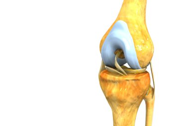 İnsan diz ekleminin anatomisi. 3d illüstrasyon