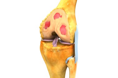 İnsan diz ekleminin anatomisi. 3d illüstrasyon