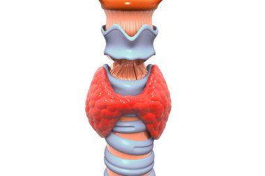 Tiroid bezi 3D görüntüleyici