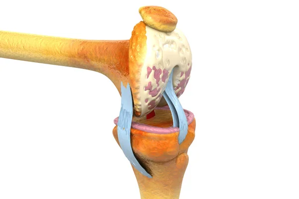 Anatomy Human Knee Joint Illustration — Stock Photo, Image