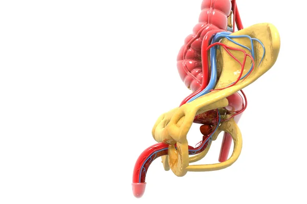 Sistema Urinario Masculino Render —  Fotos de Stock