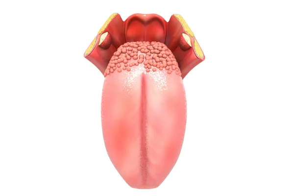 人間の舌構造3Dレンダリング — ストック写真