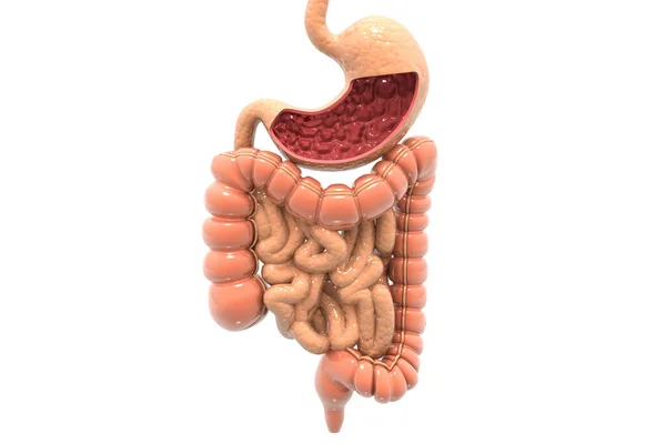 Sistema Digestivo Humano Render — Foto de Stock