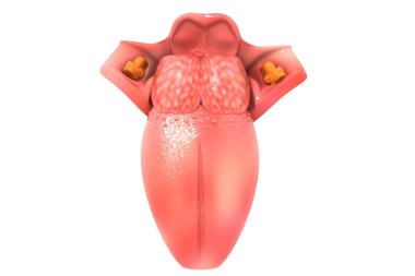 İnsan dili yapısı 3D oluşturma