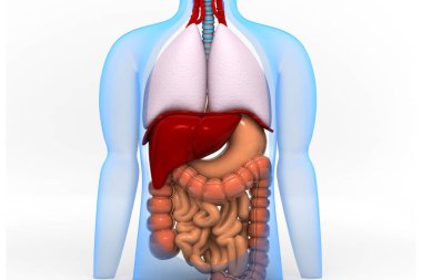 İnsan sindirim sistemi 3D oluşturucu