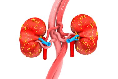 İnsan böbreği 3D görüntüleyici