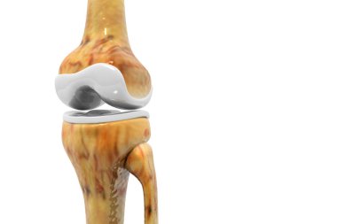 İnsan diz ekleminin anatomisi. 3d illüstrasyon