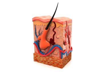 İnsan derisi anatomisi 3D oluşturma