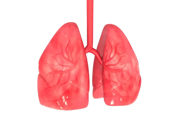 Human Lungs Anatomy Render — Stock Photo, Image