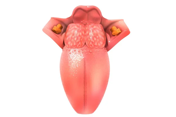 İnsan dili yapısı 3D oluşturma