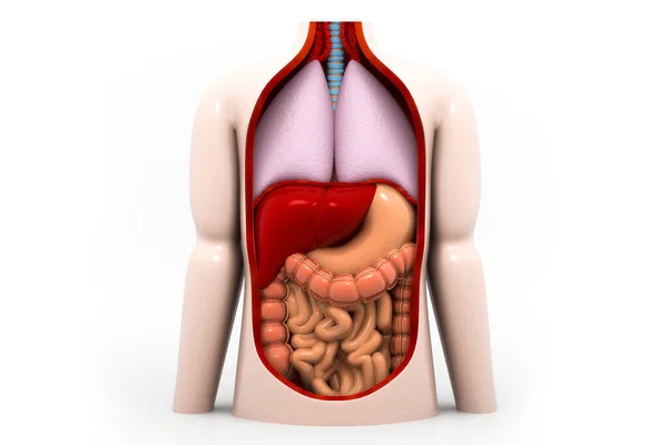 Human Digestive System Render — Stock Photo, Image