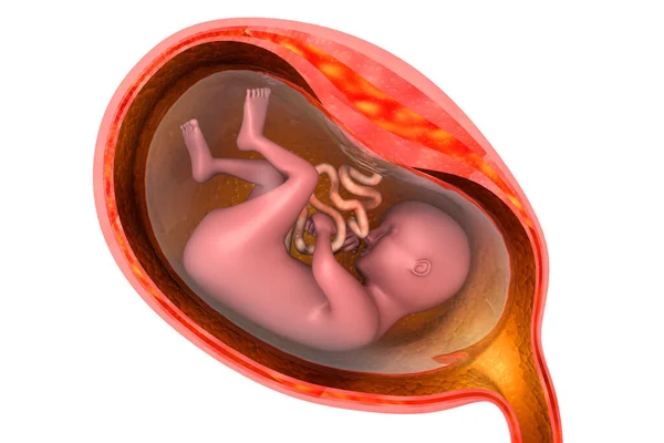 Menselijke Foetus Renderen — Stockfoto