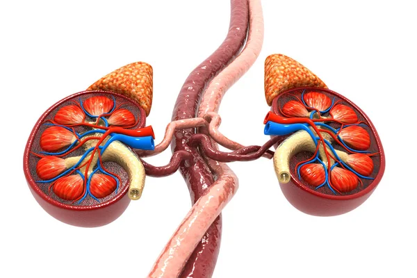 ヒト腎臓断面3Dレンダリング — ストック写真
