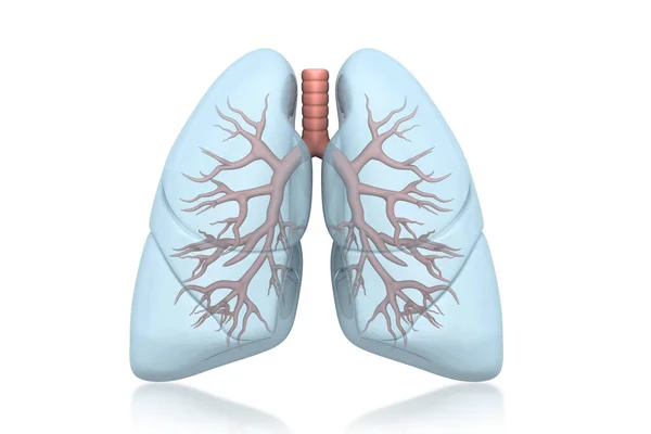 ヒト肺解剖学3Dレンダリング — ストック写真