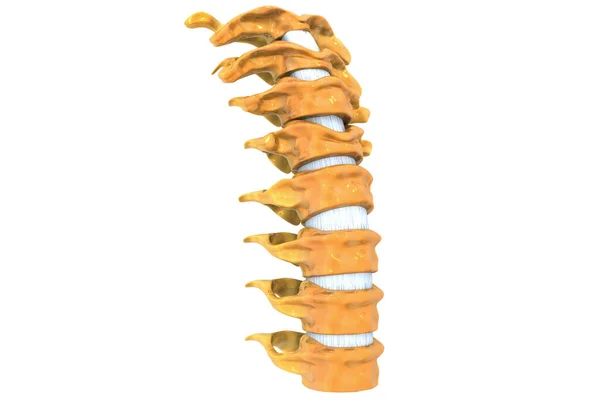 Human Spine Render — Stock Photo, Image