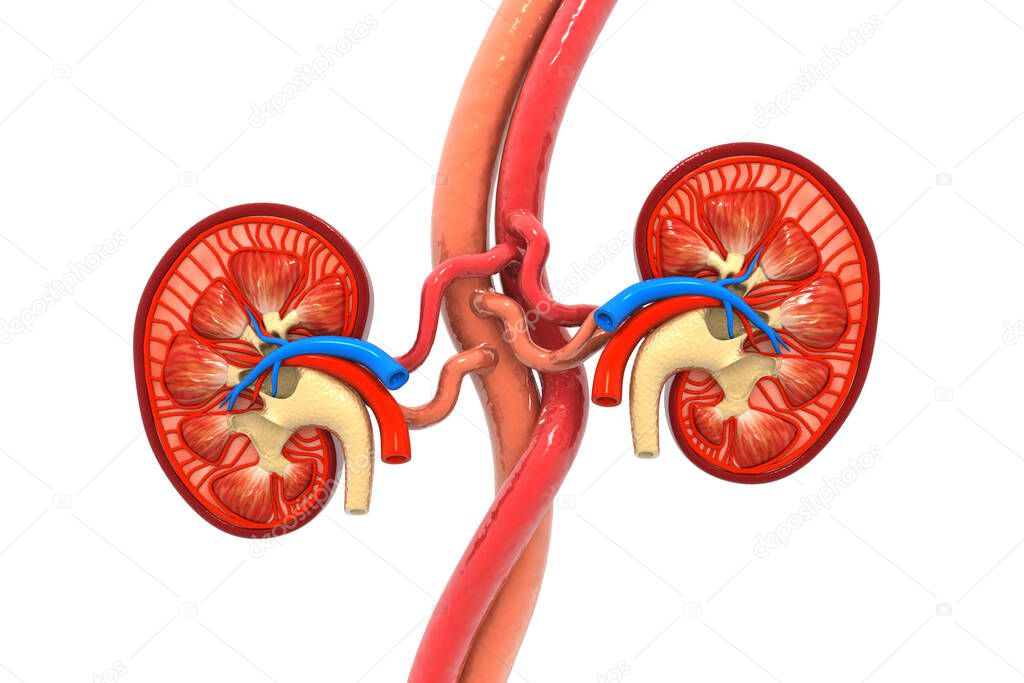 Human kidney cross section. 3d render