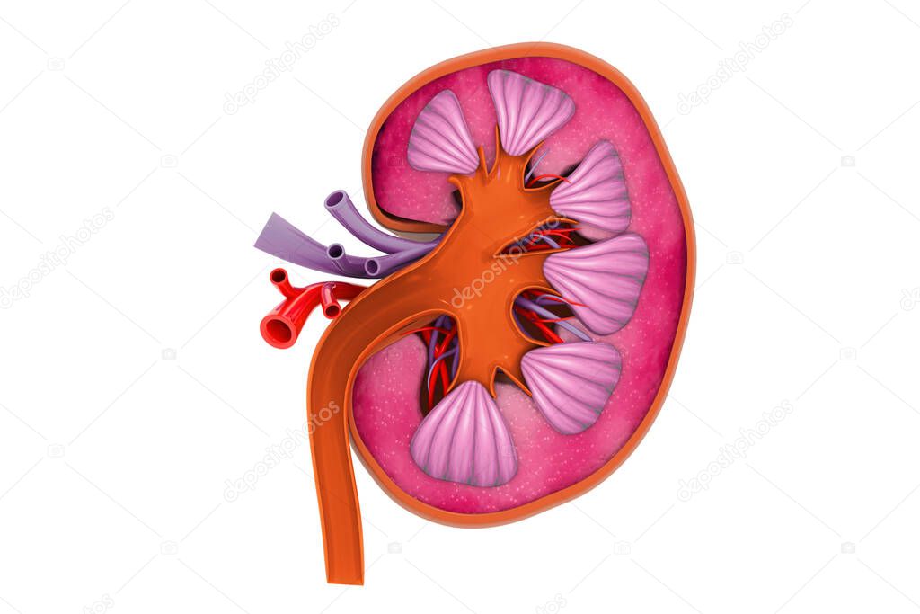 Human kidney cross section. 3d render