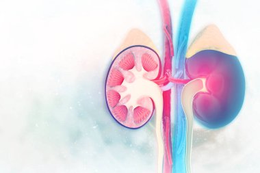 Bilimsel arka planda insan böbreği kesiti
