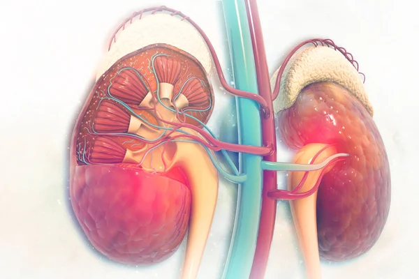 科学的背景を持つヒト腎臓断面 — ストック写真