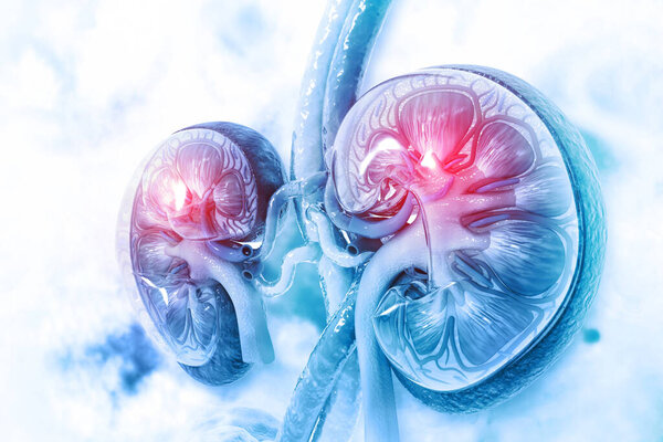 Human kidney cross section on scientific background