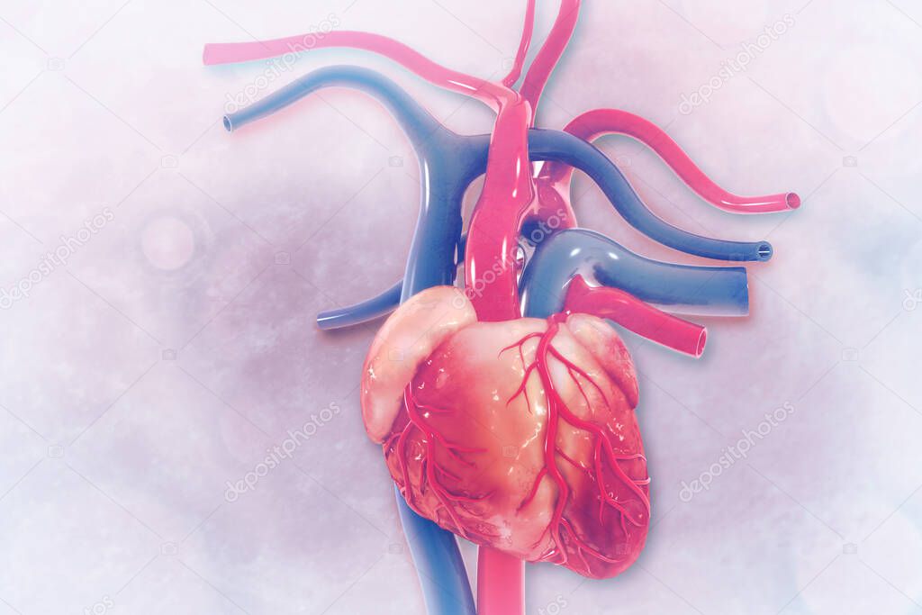 Human heart on scientific background