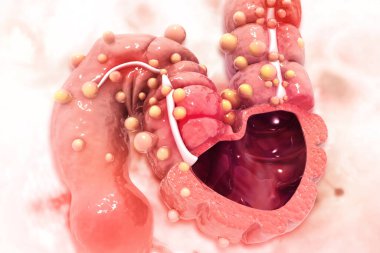 İnsan bağırsağı, kolon anatomisi, enine kesit, kolon hastalığı, bilimsel geçmiş, 3D illüstrasyon