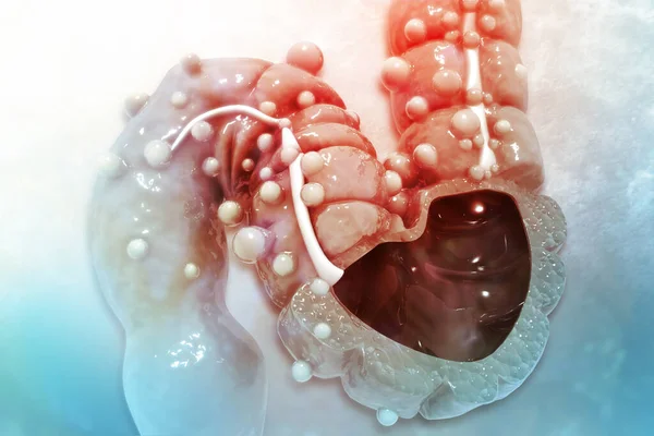 İnsan bağırsağı, kolon anatomisi, enine kesit, kolon hastalığı, bilimsel geçmiş, 3D illüstrasyon