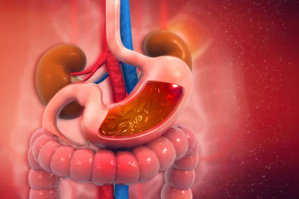科学的な背景に人間の消化器系 胃の断面 3Dイラスト — ストック写真