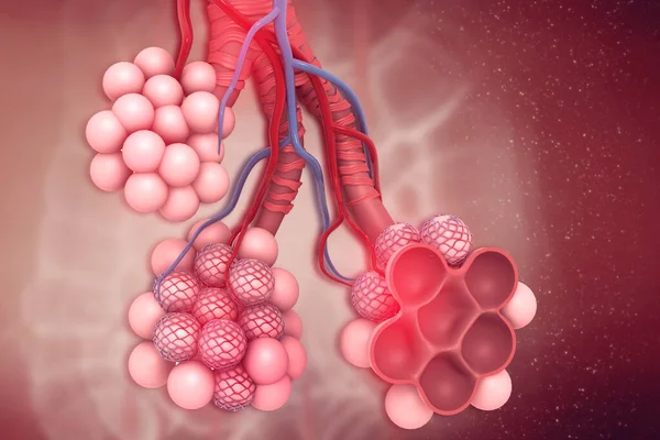 Alveoli Nei Polmoni Illustrazione — Foto Stock