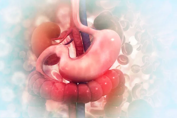 Sistema Digestivo Humano Base Científica — Foto de Stock