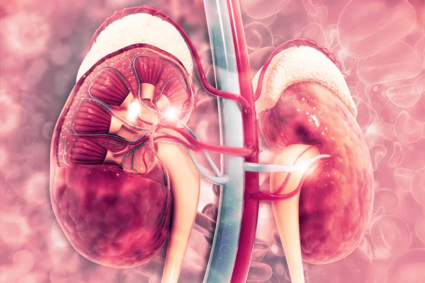 Human Kidney Cross Section Scientific Background — Stock Photo, Image