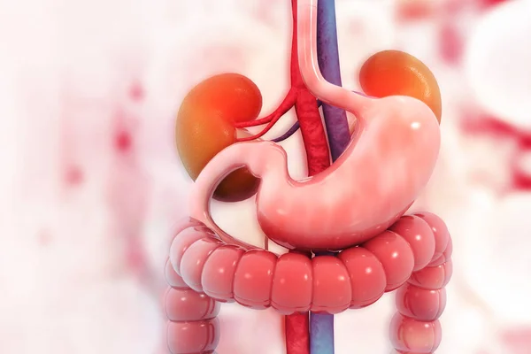 Sistema Digestivo Humano Com Base Científica — Fotografia de Stock