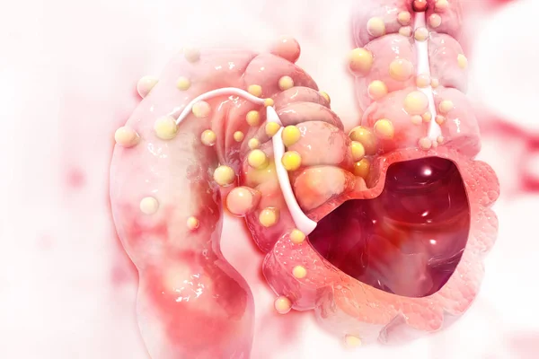 结肠解剖 横断面 结肠疾病 科学背景 — 图库照片