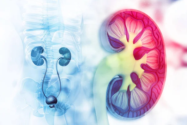 Human Kidney Cross Section Scientific Background — Stock Photo, Image