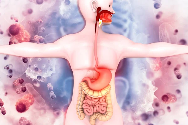 Sistema Digestivo Humano Base Científica —  Fotos de Stock