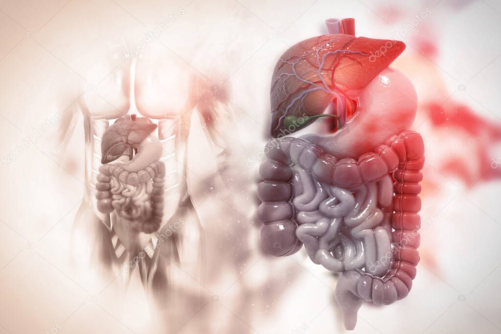 Human digestive system on scientific background