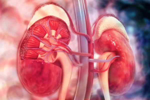 Human kidney cross section on scientific background