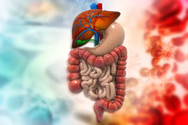 Sistema Digestivo Humano Base Científica — Foto de Stock