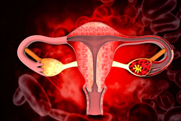 Ženské Dělohy Reprodukční Systém Ilustrace — Stock fotografie