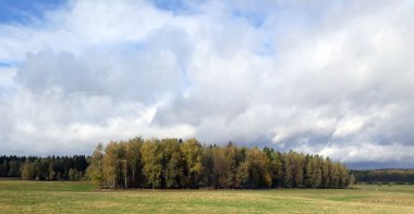 Güneş, gökyüzü, orman, mavi, yeşil