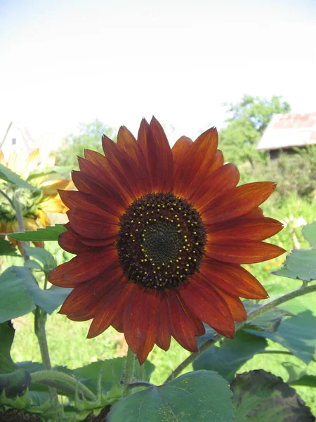 Sonnenblume Garten Sommer Orange Grün — Stockfoto
