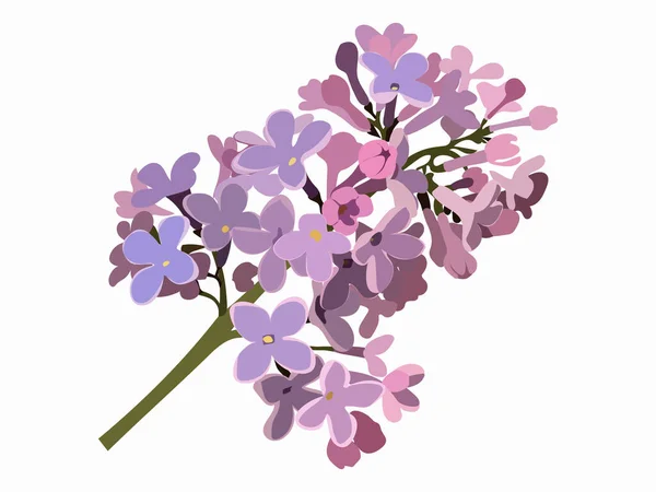 Purple Lilac Branch Isolated Flower Vector Illustration on white background